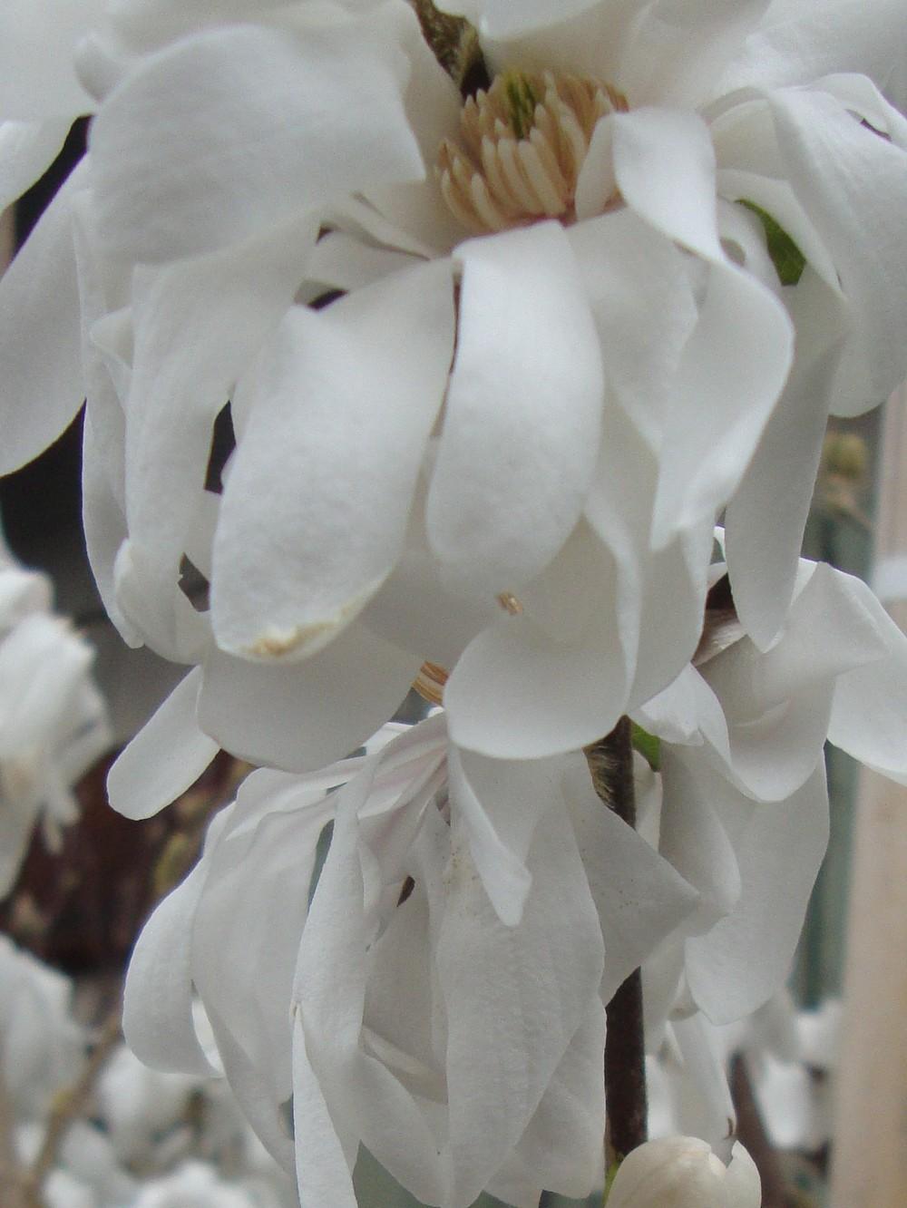 Photo of Star Magnolia (Magnolia stellata 'Royal Star') uploaded by Paul2032