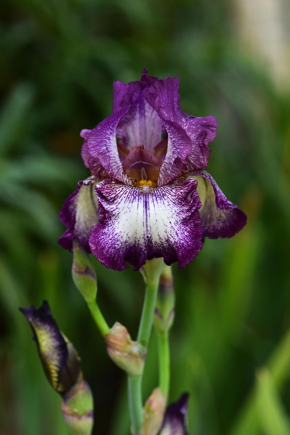 Photo of Tall Bearded Iris (Iris 'Raspberry Frost') uploaded by cliftoncat