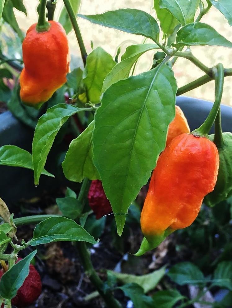 Photo of Ghost Pepper (Capsicum chinense) uploaded by cwhitt