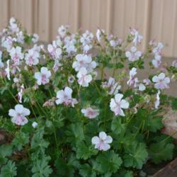 Location: In my garden in Oklahoma City
Date: 05-17-2017
Hardy Geranium (Geranium x cantabrigiense 'Biokovo') in OkC 001