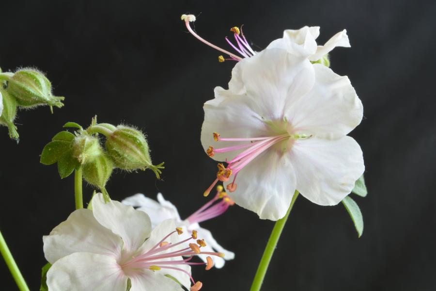 Photo of Hardy Geranium (Geranium x cantabrigiense 'Biokovo') uploaded by jathton
