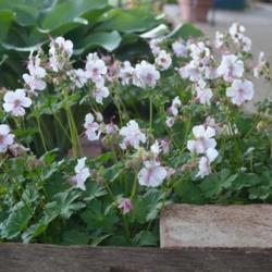 Location: In my garden in Oklahoma City
Date: 05-17-2017
Hardy Geranium (Geranium x cantabrigiense 'Biokovo') in OkC 002