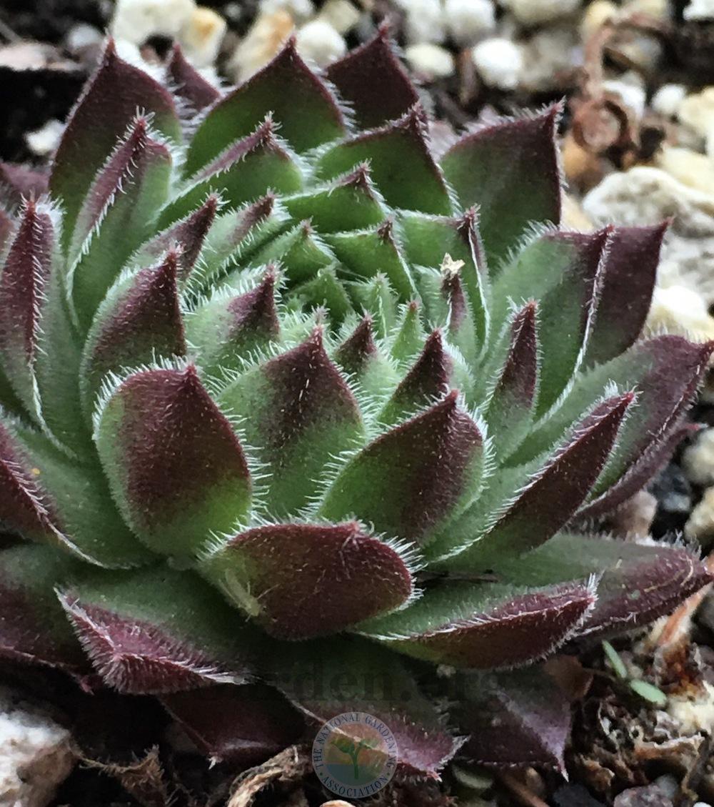 Photo of Hen and Chicks (Sempervivum 'Pruhonice') uploaded by springcolor