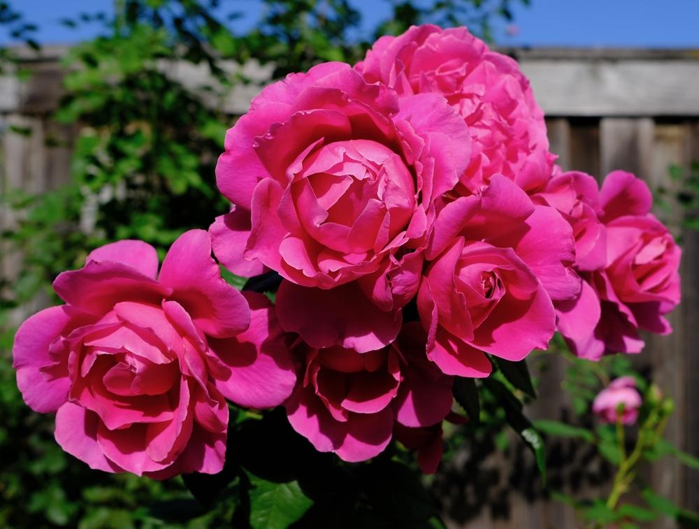 Photo of Rose (Rosa 'Pretty Lady Rose') uploaded by AnnKNCalif