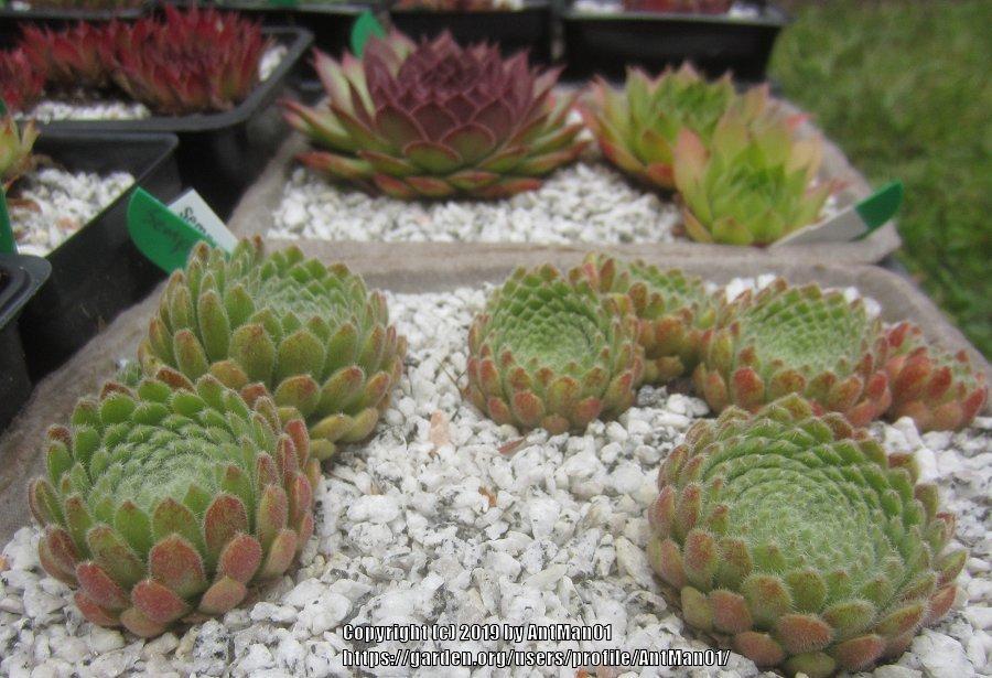 Photo of Hen and Chicks (Sempervivum pittonii) uploaded by AntMan01
