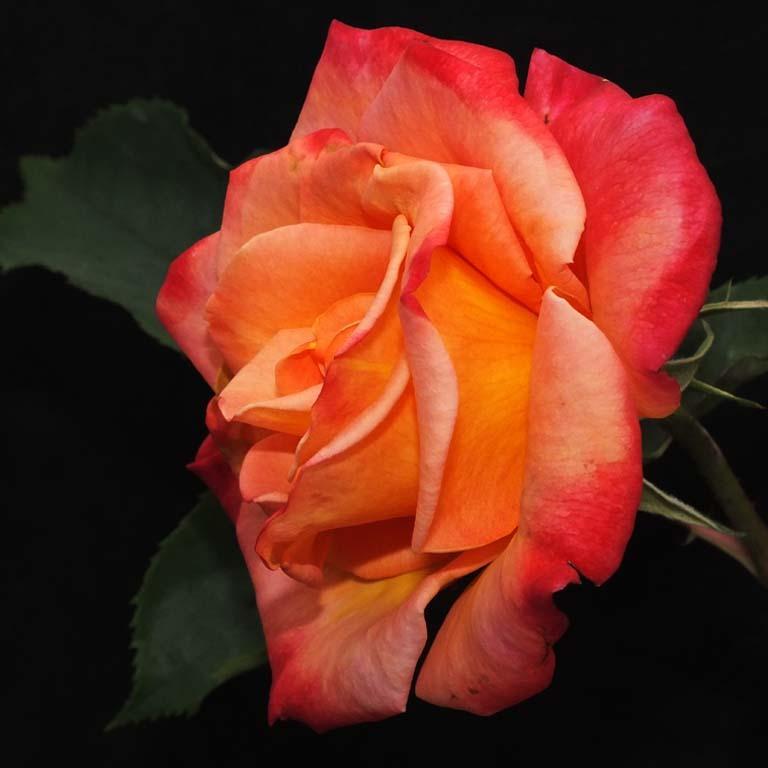 Photo of Rose (Rosa 'Granada') uploaded by BarbandDave