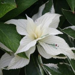 Location: In a friend's garden in Oklahoma City
Date: Spring, 2007
Bigleaf Hydrangea (Hydrangea macrophylla 'Mariesii Variegata') 00