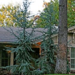 Location: In a garden in Oklahoma City
Date: Spring, 2007
Blue Atlas Cedar (Cedrus atlantica 'Glauca') 002