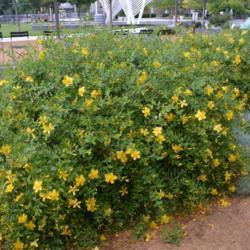 Location: In the Myriad Garden in Oklahoma City
Date: 06-17-2019
St. John's Wort (Hypericum frondosum 'Sunburst') 001