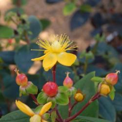 Location: In the Myriad Garden in Oklahoma City
Date: 06-23-2019
St. John's Wort (Hypericum frondosum 'Sunburst') 003