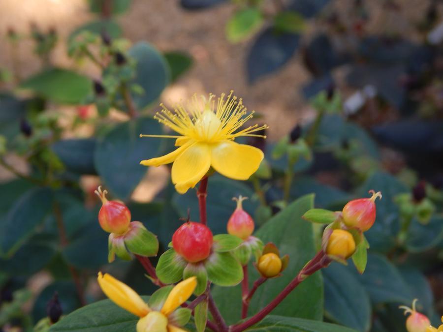 Photo of St. John's Wort (Hypericum frondosum 'Sunburst') uploaded by jathton