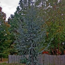 Location: In a garden in Oklahoma City
Date: Spring, 2002
Blue Atlas Cedar (Cedrus atlantica 'Glauca') 003