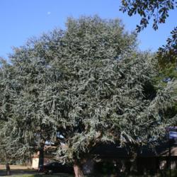 Location: In a garden in Oklahoma City
Date: Spring, 2005
Blue Atlas Cedar (Cedrus atlantica 'Glauca') 004