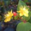 St. John's Wort (Hypericum frondosum 'Sunburst') 004