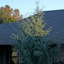 Location: In a garden in Oklahoma City
Date: Spring, 2005
Blue Atlas Cedar (Cedrus atlantica 'Glauca') 001