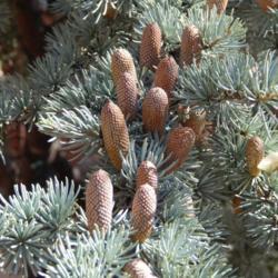 Location: In a garden in Oklahoma City
Date: Spring, 2007
Blue Atlas Cedar (Cedrus atlantica 'Glauca') 005