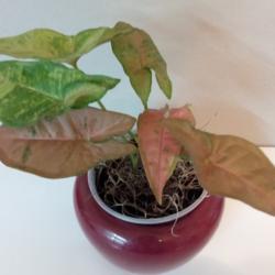 Location: Houseplant by an east  window
Date: 2019-10-21
Each leaf looks different & has contrasting specks