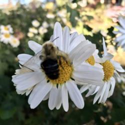 Location: Willow Street, Pennsylvania USA
Date: 2019-10-24
Late season pollinator
