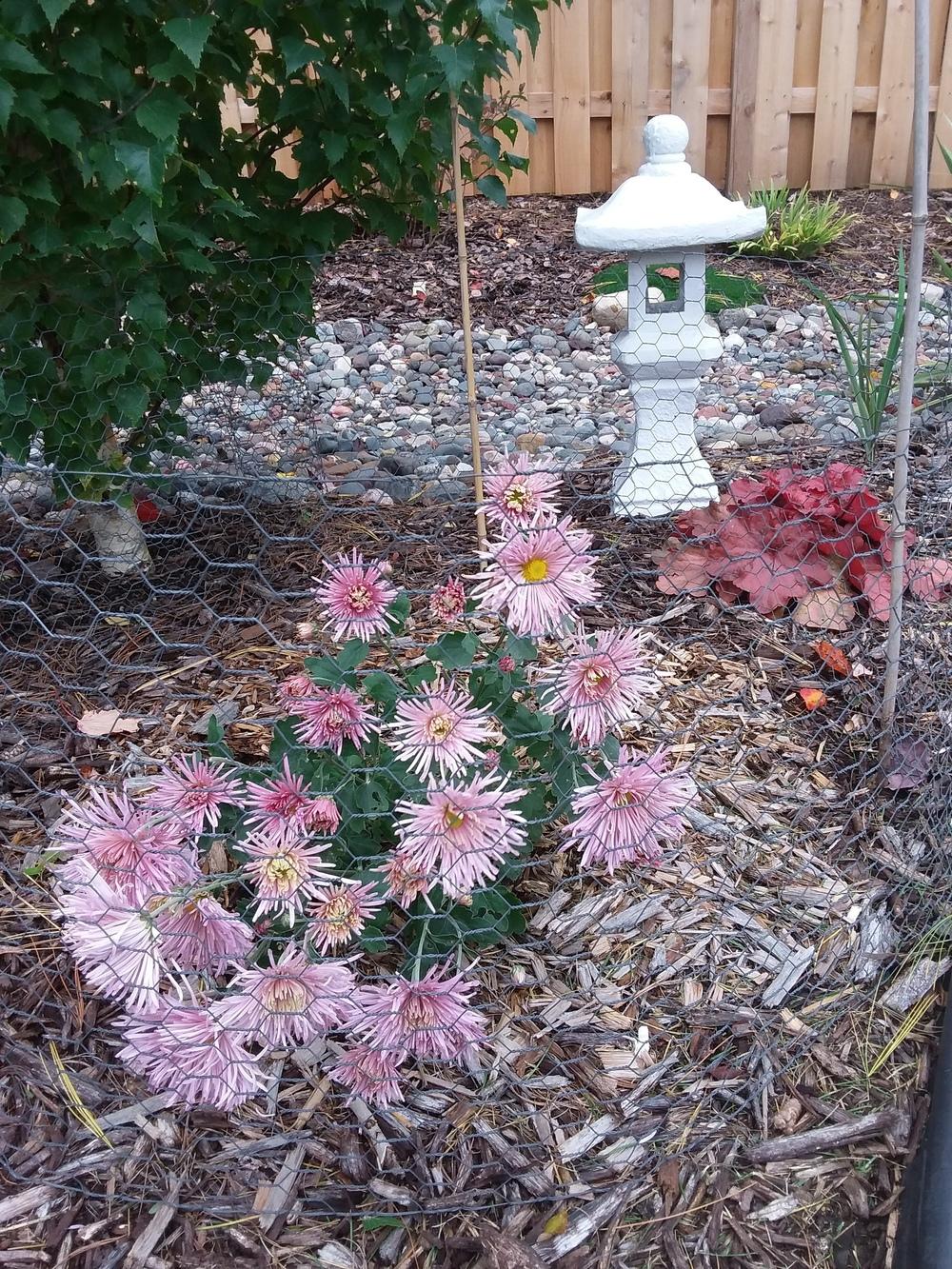 Photo of Chrysanthemum 'Centerpiece' uploaded by pergolas