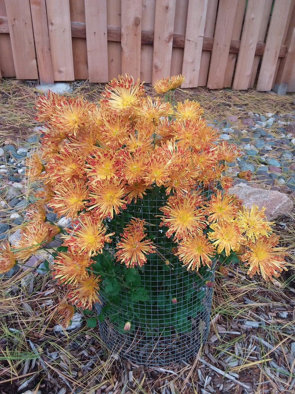 Photo of Mum (Chrysanthemum 'Matchsticks') uploaded by pergolas