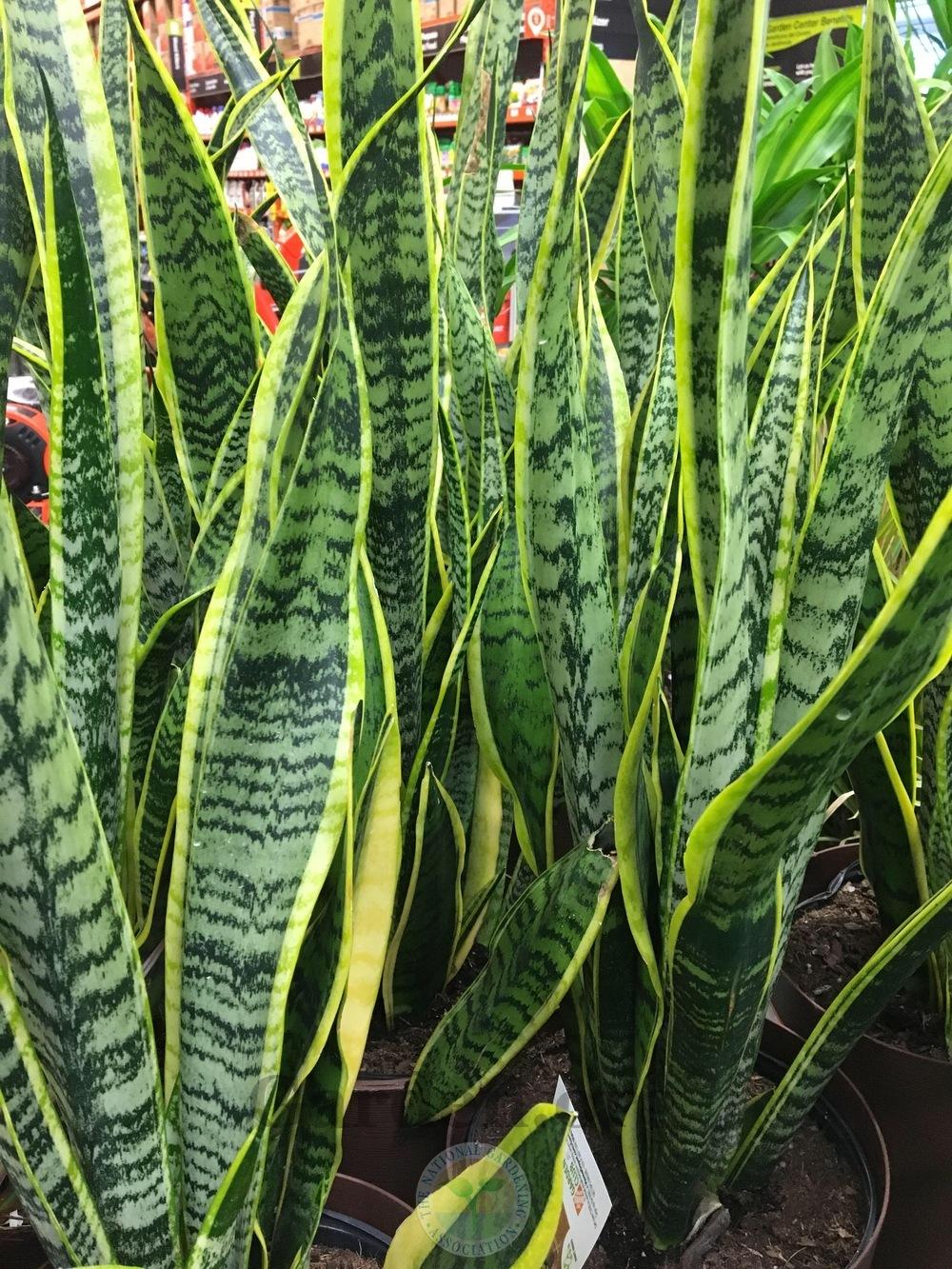 Photo of Mother-in-law's tongue (Dracaena trifasciata 'Laurentii') uploaded by BlueOddish