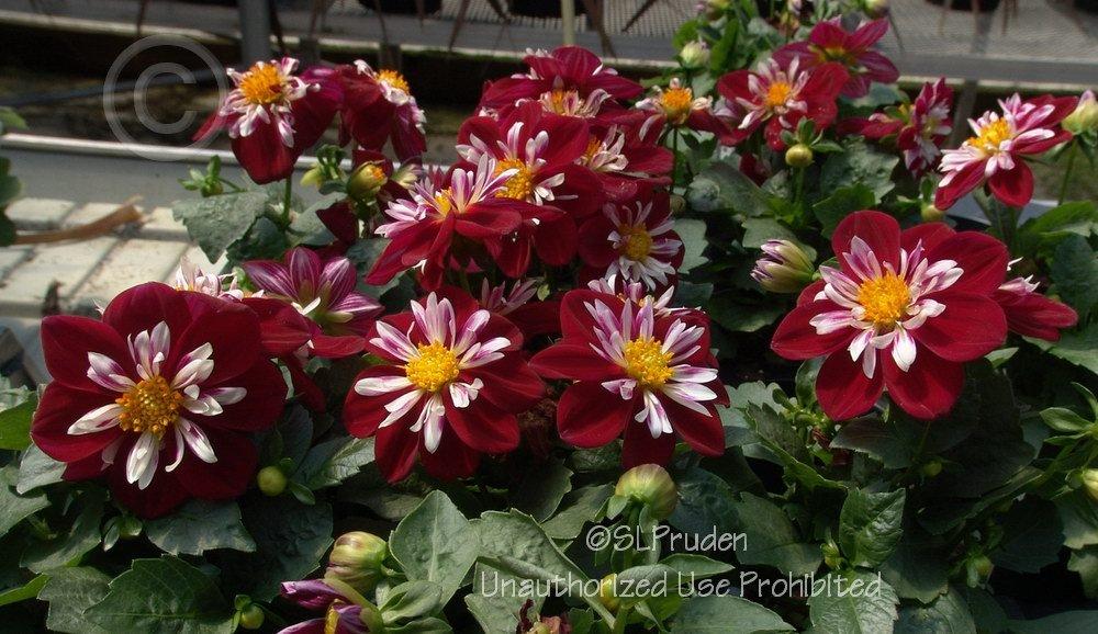 Photo of Dahlia 'Starsister Red and White' uploaded by DaylilySLP