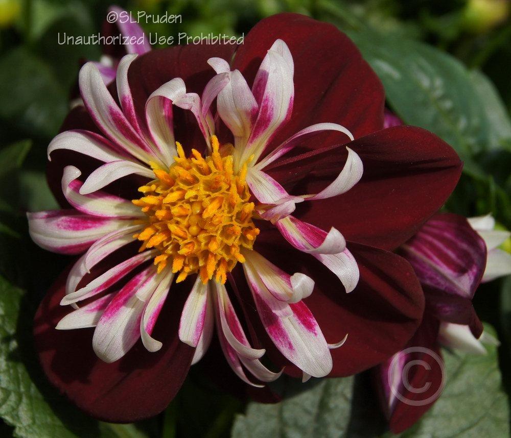 Photo of Dahlia 'Starsister Red and White' uploaded by DaylilySLP