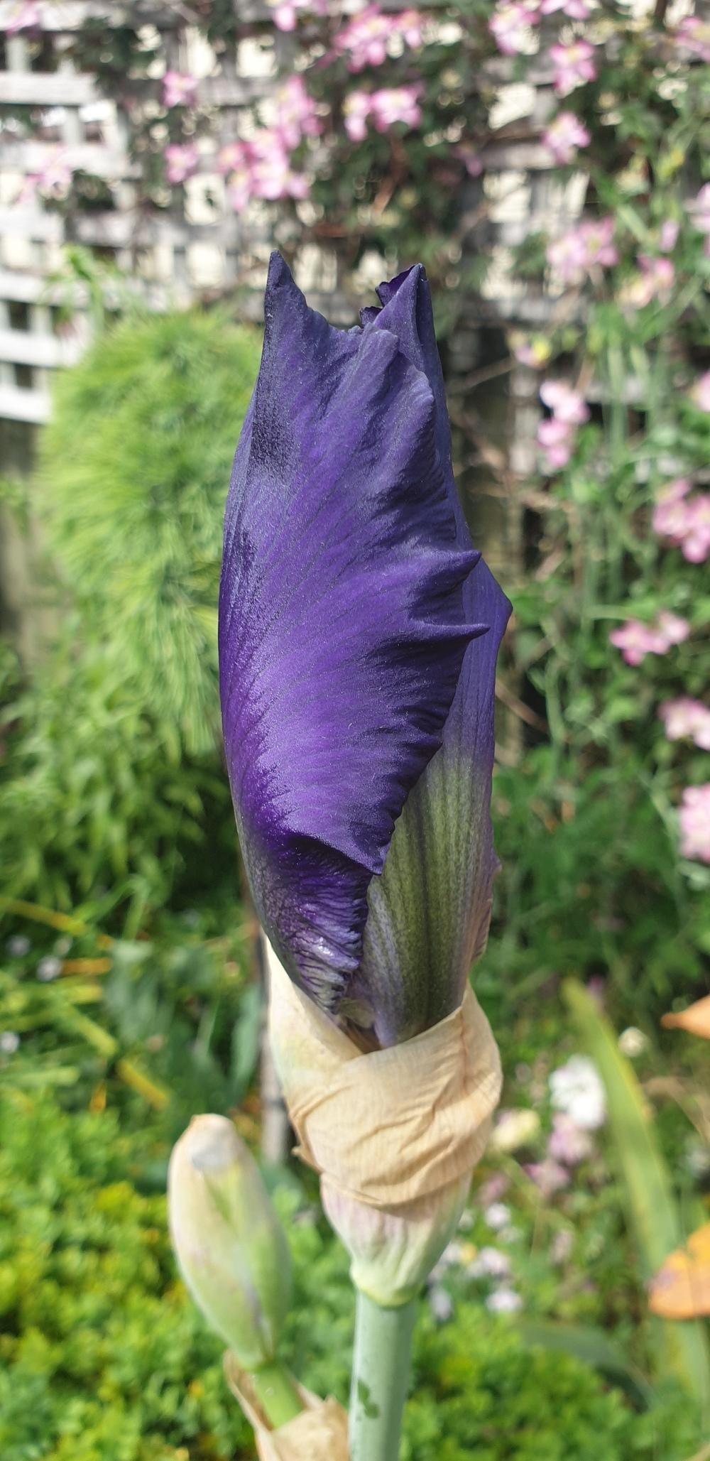 Photo of Tall Bearded Iris (Iris 'Titan's Glory') uploaded by gwhizz