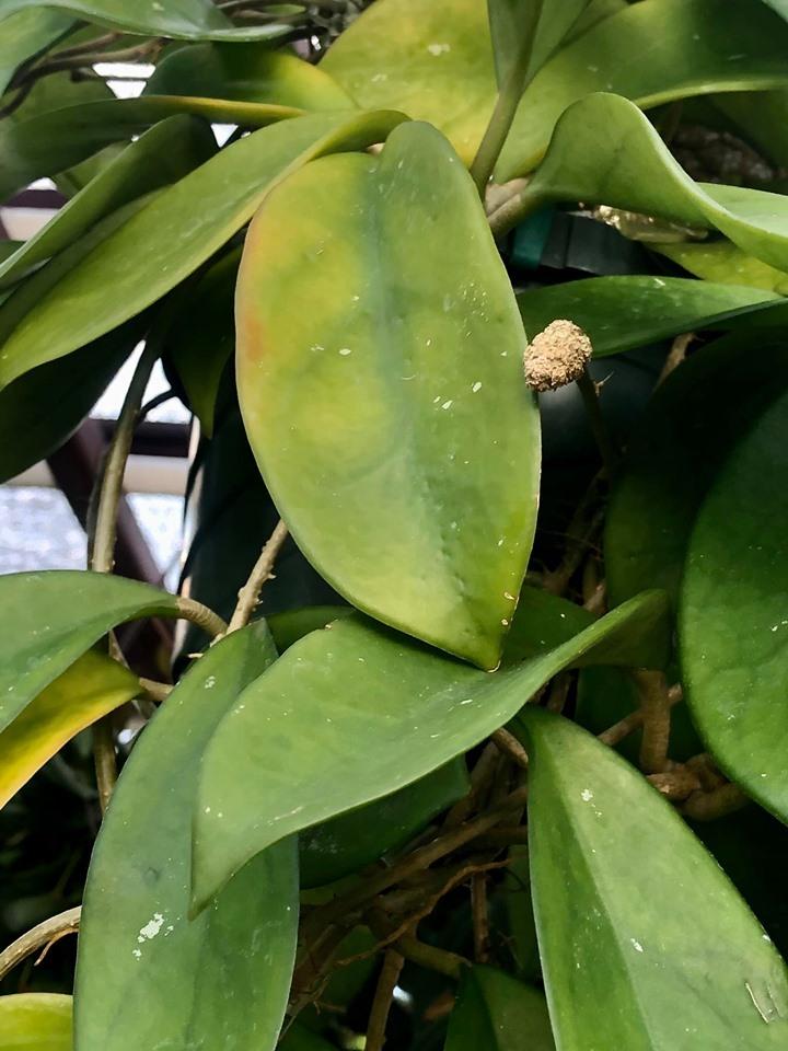 Photo of Wax Plant (Hoya carnosa) uploaded by jansword