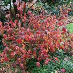 Location: In my sisters Oklahoma City garden
Date: Fall, 2006
Judd Viburnum (Viburnum carlesii var. bitchiuense) 001