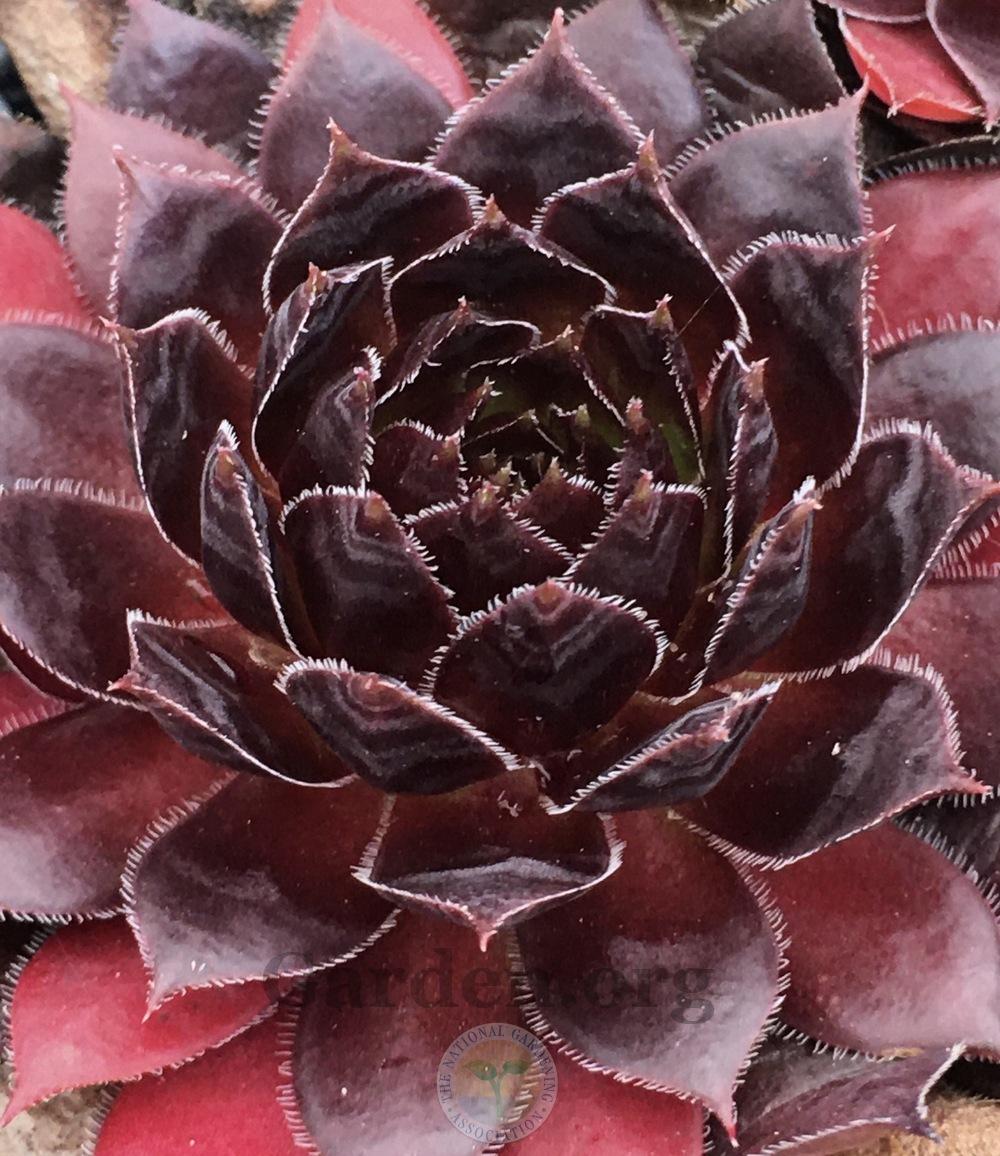 Photo of Hen and chicks (Sempervivum 'Rivale') uploaded by springcolor