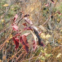 Location: Hawk Mountain Sanctuary, Pennsylvania
Date: 2019-10-24
close-up of leaves in red fall color