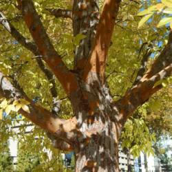 Location: At the Myriad Gardens in Oklahoma City
Date: 10-26-2019
Chinese Elm (Ulmus parvifolia 'Golden Rey') 004