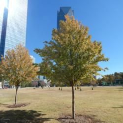 Location: At the Myriad Gardens in Oklahoma City
Date: 10-26-2019
Chinese Elm (Ulmus parvifolia 'Golden Rey') 002