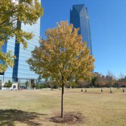Location: At the Myriad Gardens in Oklahoma City
Date: 10-26-2019
Chinese Elm (Ulmus parvifolia 'Golden Rey') 001