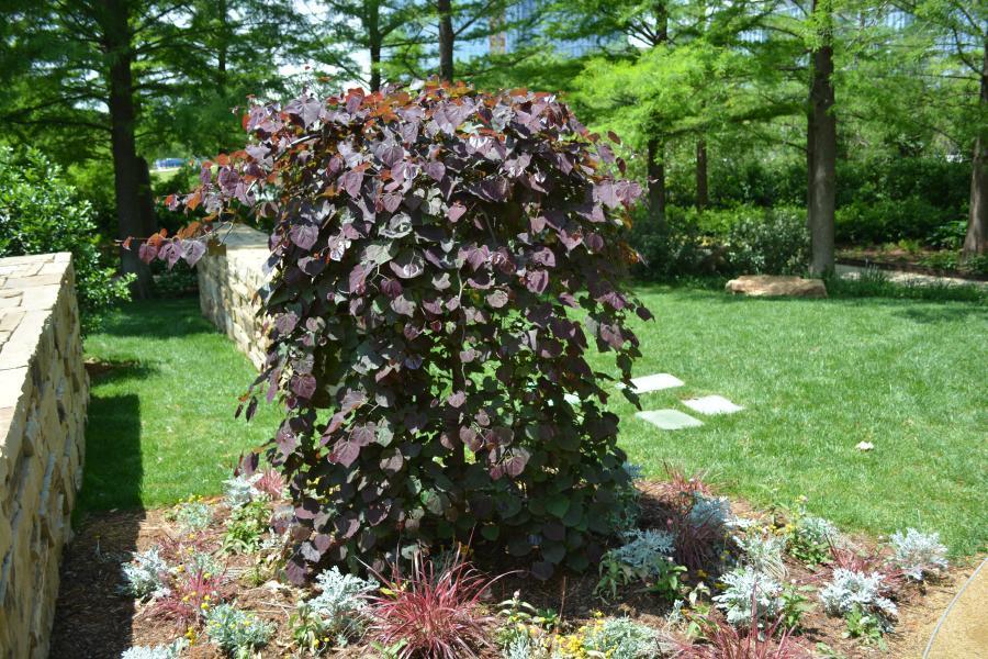 Photo of Eastern Redbud (Cercis canadensis 'Ruby Falls') uploaded by jathton