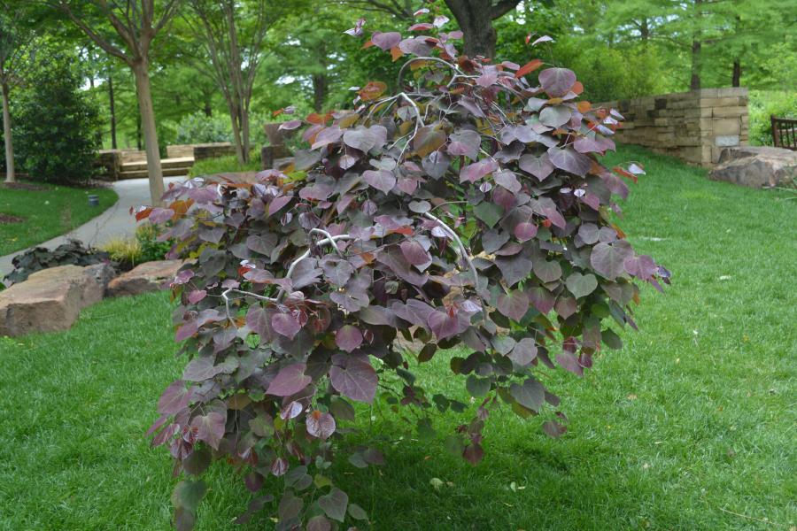Photo of Eastern Redbud (Cercis canadensis 'Ruby Falls') uploaded by jathton