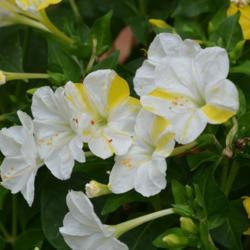 Location: In my garden in Oklahoma City
Date: 07-03-2016
Four o'Clock (Mirabilis jalapa 'Marbles Yellow & White')