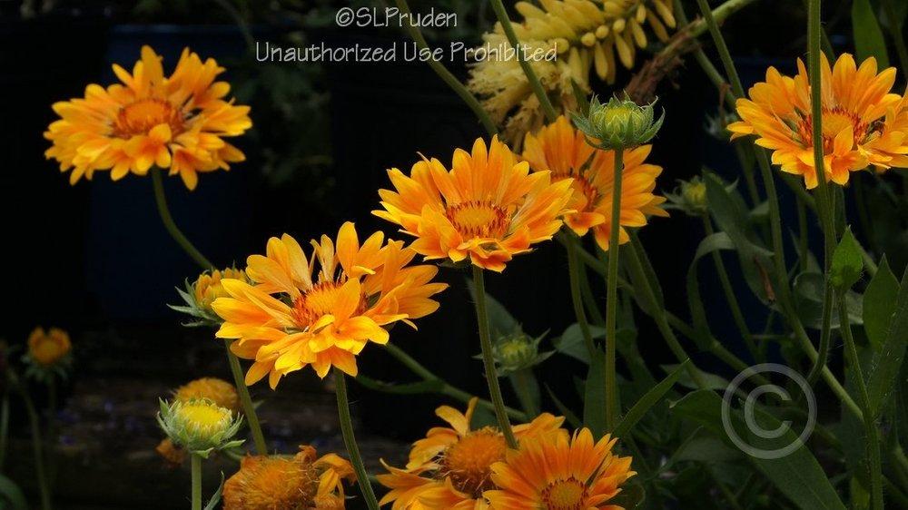 Photo of Blanket Flower (Gaillardia 'Oranges & Lemons') uploaded by DaylilySLP