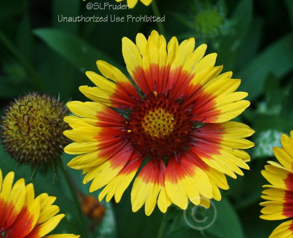 Photo of Blanket Flower (Gaillardia Mesa™ Bright Bicolor) uploaded by DaylilySLP