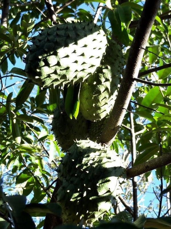 Photo of Soursop (Annona muricata) uploaded by Orsola