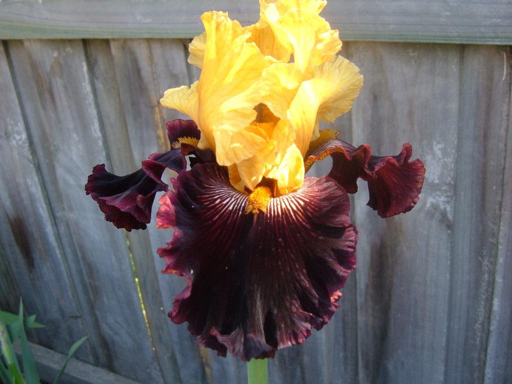 Photo of Tall Bearded Iris (Iris 'Dad's a Pirate') uploaded by PaulaHocking
