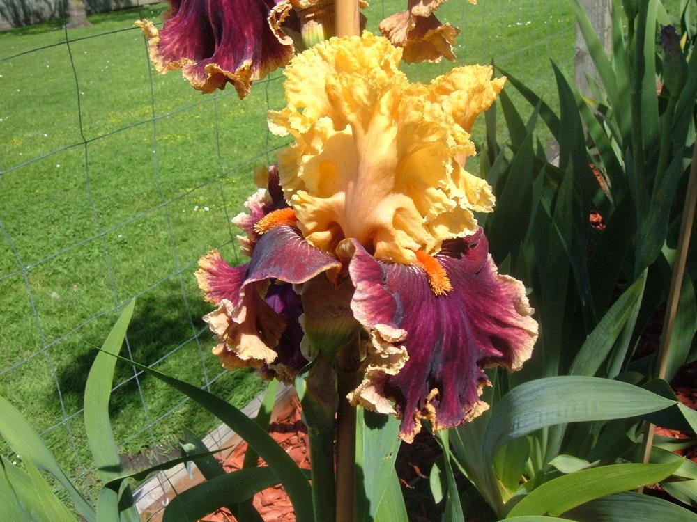 Photo of Tall Bearded Iris (Iris 'Decadence') uploaded by PaulaHocking