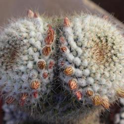 Location: Baja California
Date: 2019-10-27
Buds, spines, bristles, wool, fuzz