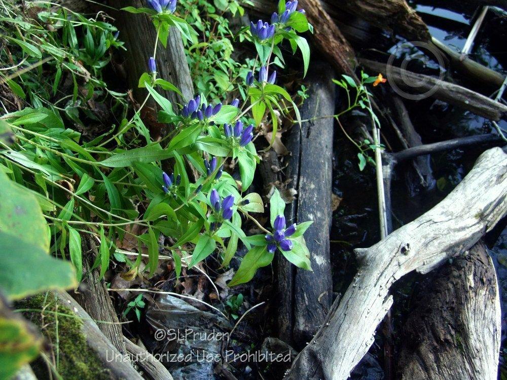 Photo of Closed Gentian (Gentiana andrewsii) uploaded by DaylilySLP