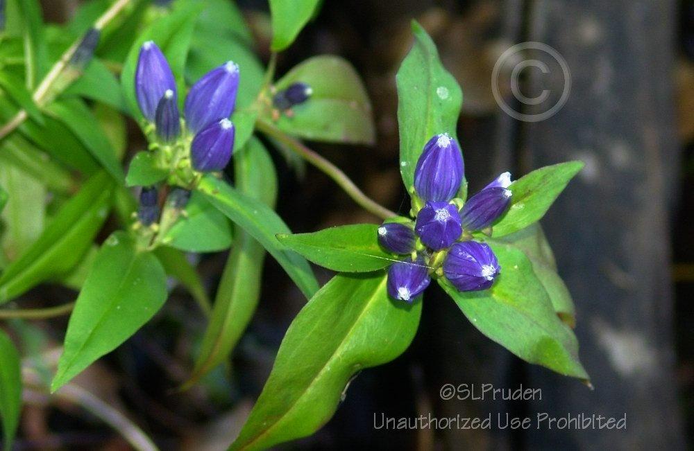 Photo of Closed Gentian (Gentiana andrewsii) uploaded by DaylilySLP