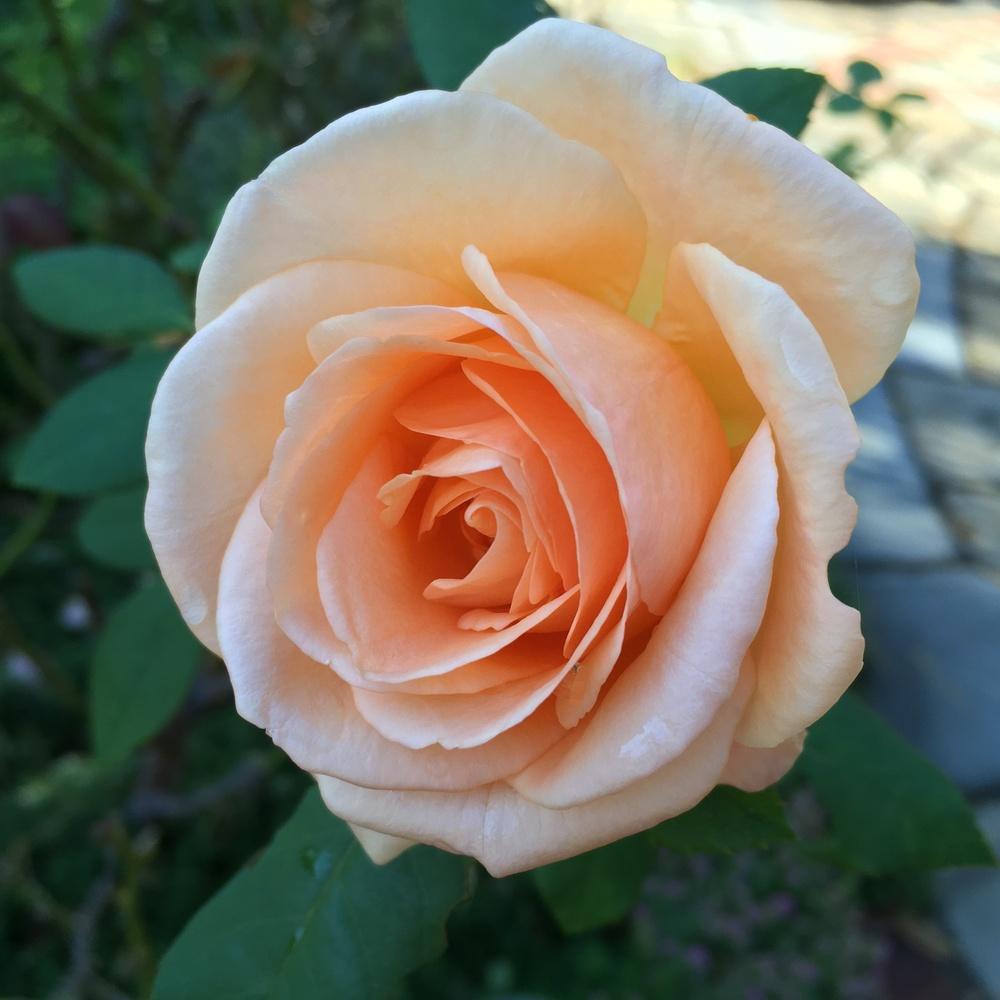 Photo of Rose (Rosa 'Apricot Nectar') uploaded by csandt