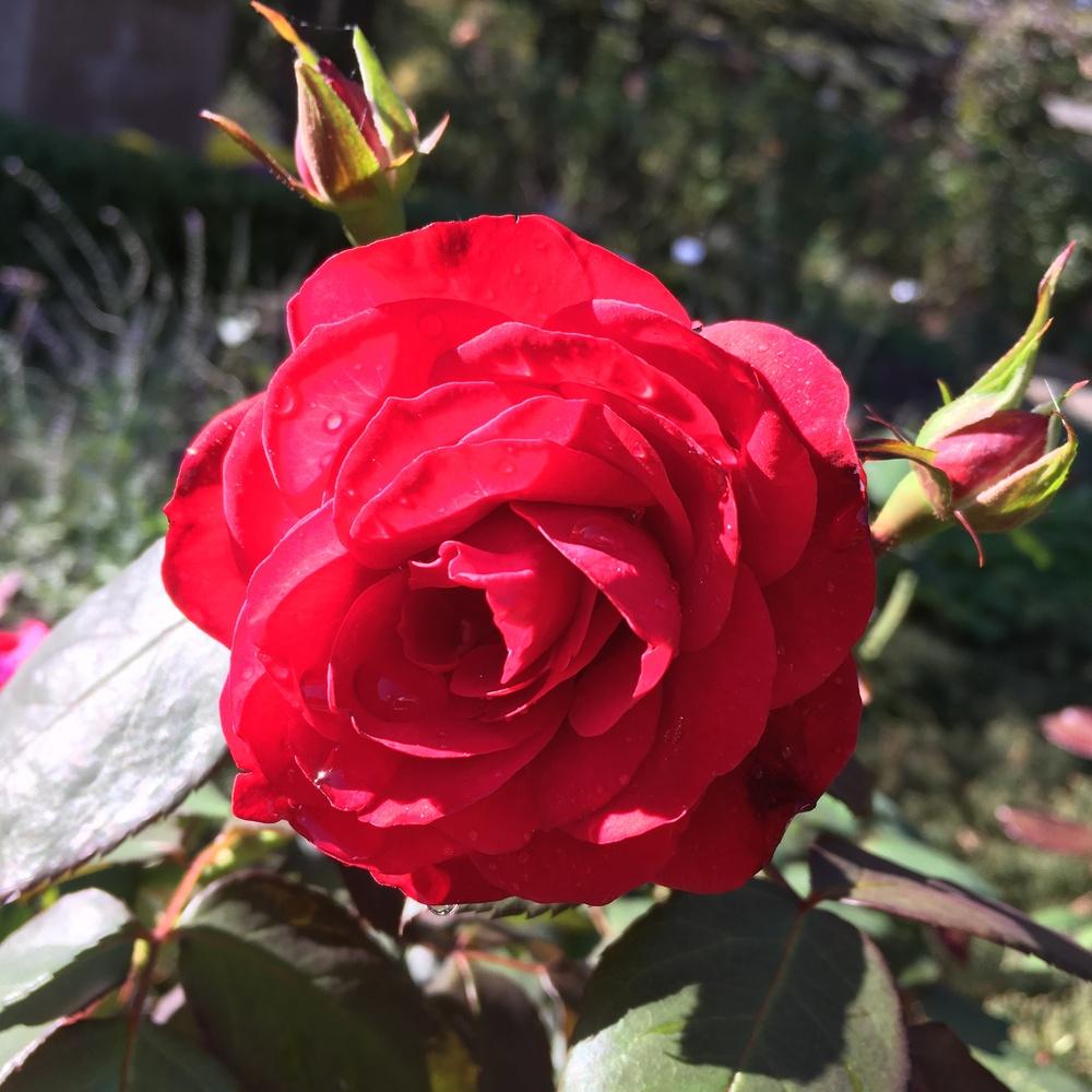 Photo of Rose (Rosa 'Europeana') uploaded by csandt