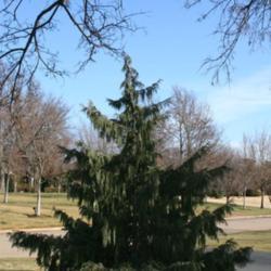 Location: In an Oklahoma City garden
Date: Fall, 2006
Weeping Alaska Cedar (Xanthocyparis nootkatensis 'Pendula') 005