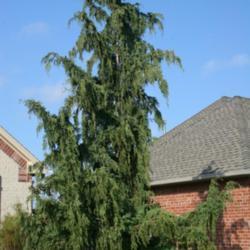 Location: In an Oklahoma City garden
Date: Fall, 2006
Weeping Alaska Cedar (Xanthocyparis nootkatensis 'Pendula') 004